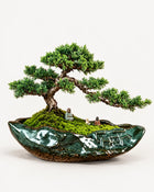 Midori Bonsain Pot
